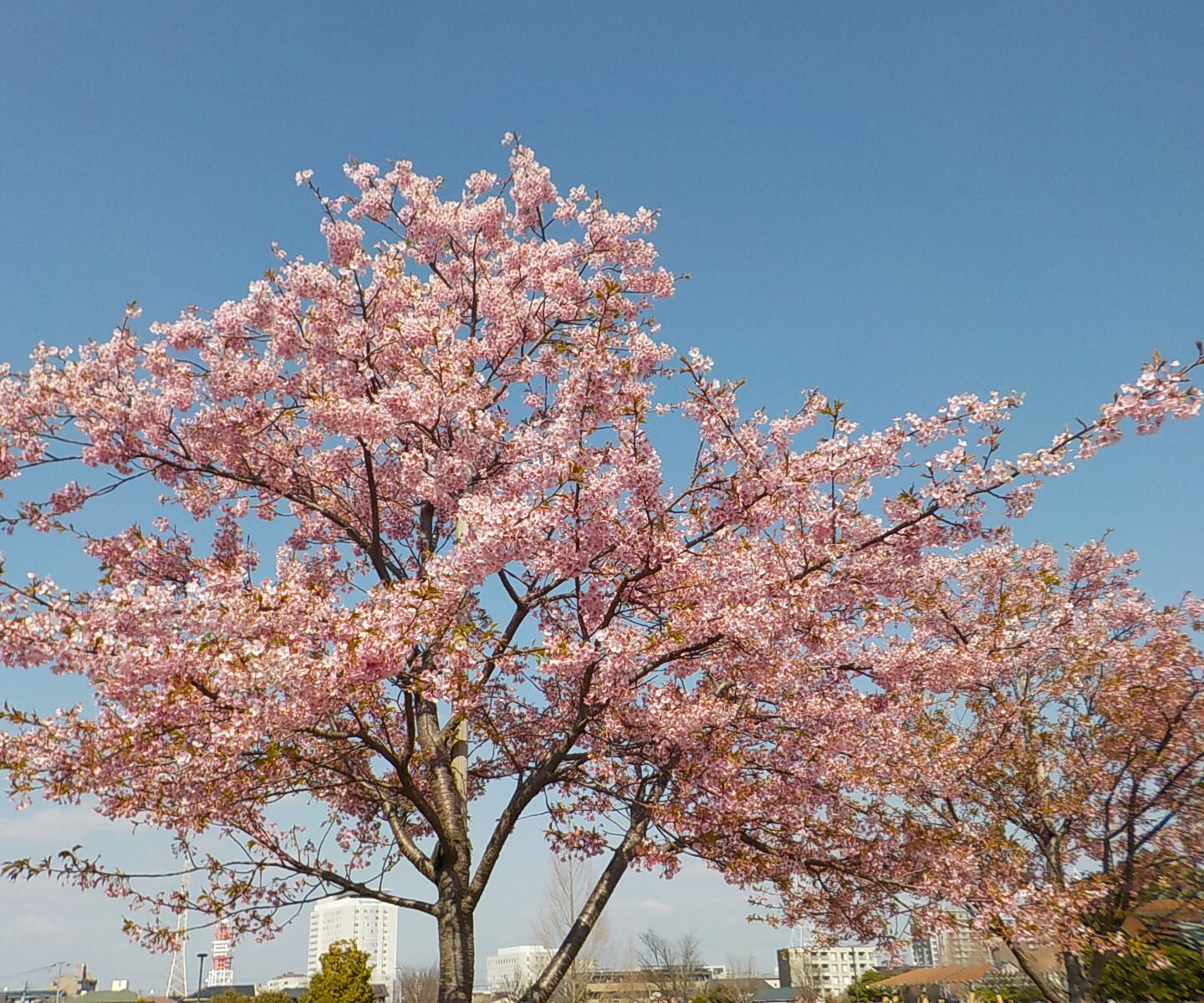 🌸花見外出🌸