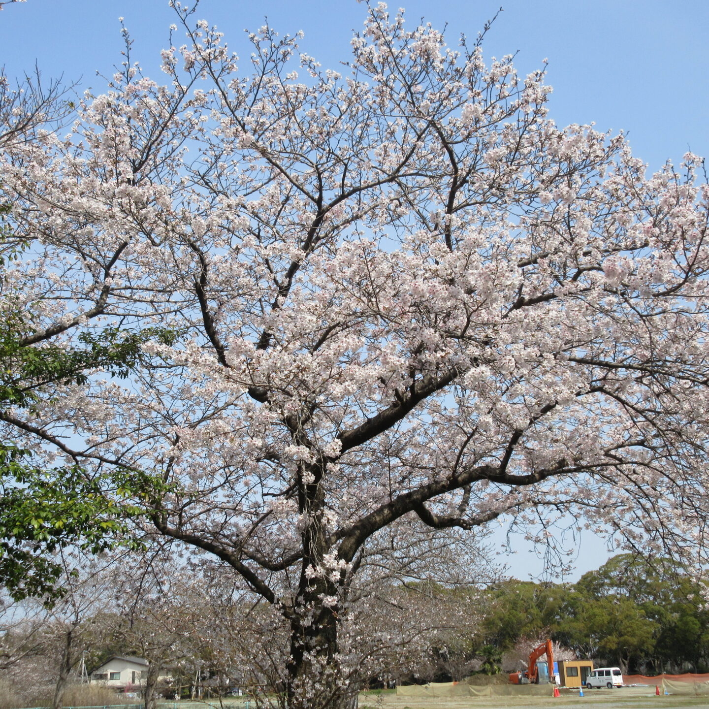 花見ドライブ🌸🚙
