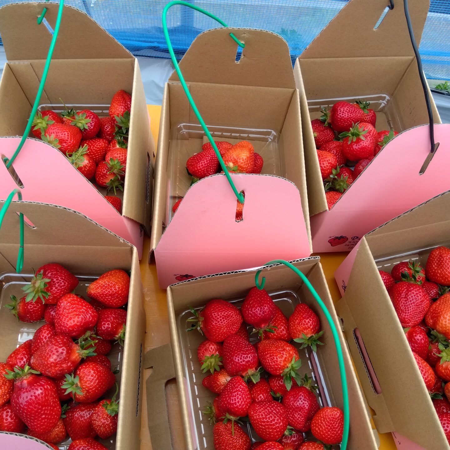 いちご狩り外出🍓